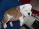 Cute Puppies Bulldog Inglés - Foto 1