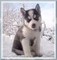 Estoy re-homing pura raza cachorros siberian husky