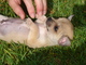 Excelente macho y hembra Chihuahua cachorros - Foto 1