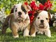 Excelentes bulldog inglés cachorros para la adopción