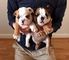 Excelentes cachorros de bulldog ingles