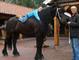 Excepcional caballo de Fresiana masculinos y femeninos - Foto 1