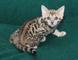 Exóticos gatitos de bengali leopardo para adopcion