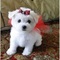 Fantasticos cachorros bichon maltes toy en adopcion