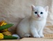 Gatitos británicos de pelo corto