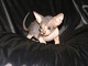 Gatitos hermosos sphynx para casas de mascotas sólo