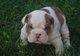 Gorgeous bulldog inglés cachorros