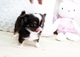 Gorgeous cachorros chihuahua valiente disponible!