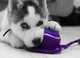 Gran cachorros Husky Siberiano para adopción - Foto 1