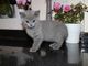 Hermosa British Shorthair - Foto 1