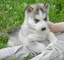 Hermoso akc registrado husky siberiano