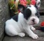 Hermoso azul y blanco de varios colores bulldog francés cachorros