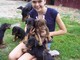 Hermosos cachorros Pinscher - Foto 1