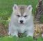 Husky siberiano en adopcione - Foto 1