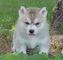 Husky siberiano en adopcione