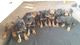 Impresionante doberman cachorros, listo ahora