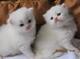 Impresionante gatitos persa chinchilla blanca