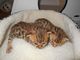 Impresionante Tica registrado Bengala gatitos - Foto 1