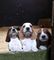 Impresionantes cachorros de Basset Hound - Foto 1