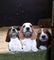 Impresionantes cachorros de basset hound