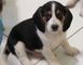 Impresionantes cachorros de Beagle Pedigree - Foto 1