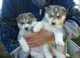 Islas baleares regalo cachorros de siberian husky