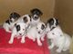 Jack Russell Terrier - Foto 1