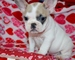 Lindo cachorros bulldog frances para usted