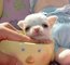 Lindos cachorros chihuahua encantador para adopcion libre - Foto 1