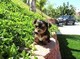 Ljh Yorkie cachorros encantadores uwy - Foto 1