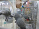 Loros bien entrenados adorable africano gris loros de congo