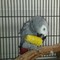 Loros gris africano para adopcion