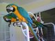 Loros guacamayo hablando y preciose1231