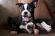 Los cachorros de boston terrier