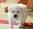 Los cachorros de Labrador del chocolate - Foto 1
