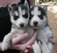 Los cachorros Husky disponibles - Foto 1