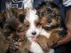 Los cachorros super adorable Yorkie Available Now - Foto 1