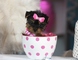 Machos y hembras yorkshire terrier toys