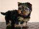 Magnífico Masculino y Femenino Teacup Yorkie Puppies disponibles - Foto 1