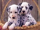 Magníficos cachorros de dalmata blancos son