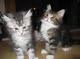 Mainecoon gatitos (pedigrí) - Foto 1