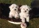Maltese cachorros fantásticos