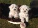 Maltese Cachorros Fantásticos - Foto 1