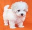 Maltese cachorros salientes disponibles