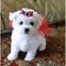 Maltese Puppies miniatura disponibles - Foto 1