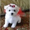 Maltese puppies miniatura disponibles