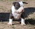 Masculinos y femeninos miniatura bull terrier