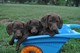 Mini Dachshund Cachorro Venta - Foto 1