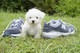 Mujer pup bichon frise