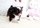 Muy Tiny Teacup Chihuahua de pelo largo cachorros Venta CKC empap - Foto 1